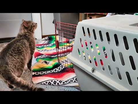 Stray Cat Gets Adopted Part 2