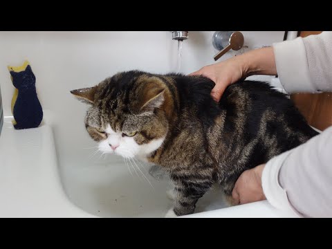 泥んこになって洗われるねこ。-Maru's meat buns became muddy and was washed.-