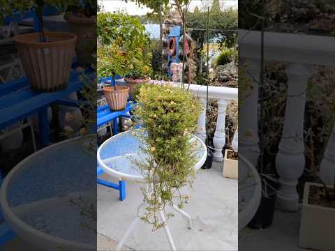 Processing trim and apply fertilizer portulaca flower #plants #shorts #garden #garden #diy