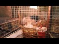 Кролиководство: Fermierul ( cresterea Iepurilor )