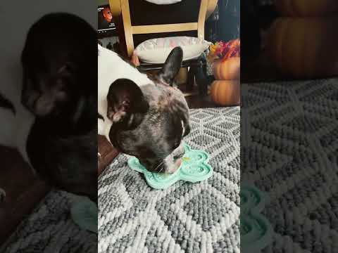 Honeys #shorts #frenchbulldog #asmr