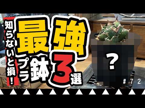 【知らないと損】アガベ初心者が絶對使うべきプラ鉢3選