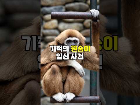 일본에서 난리난 기적의 <strong>원숭이</strong> 임신 사건