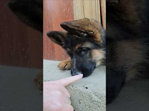 🤗This little, toothy ball of fur. Funny and sweet German Shepherd puppy plays with his owner.