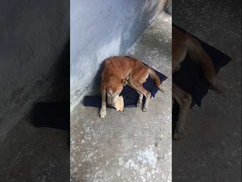 bezubaan ki jaan  😢😔 #dog #jaan #petshub #dogshorts #shorts #ytshorts