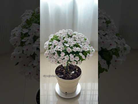 Perfeição da vinca branca #plantas #jardim #dicasdejardinagem #planta