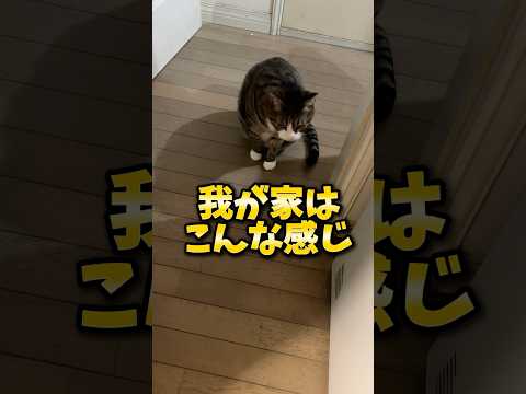 猫の動画サムネイル - 三兄弟集まると…#cats#shorts #family #球太