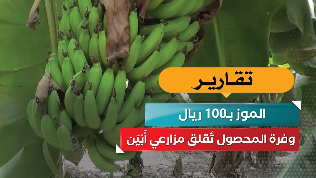 قناة السعيدة