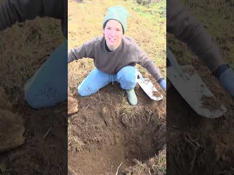 Nous continuons les plantations ! objectif 1000 arbres fruitiers en 10 ans !