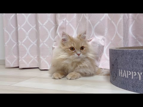 猫の動画サムネイル - 一体なにをしてるの…？猫の謎すぎる行動が可愛すぎた