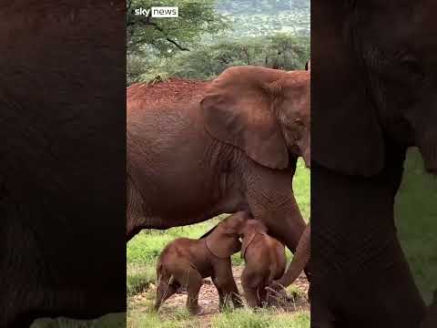Elephant in Kenya gives birth to twins