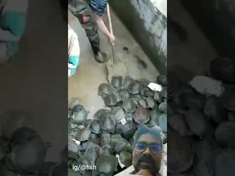 coco #facts #trending #fishing #viral #shortsfeed #cartoon #shortsvideo