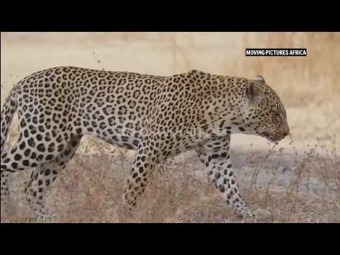 Leopards return to South Africa's West Coast region after 170 years
