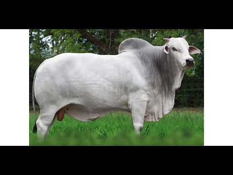 ATLAS DA ELGE - Nelore