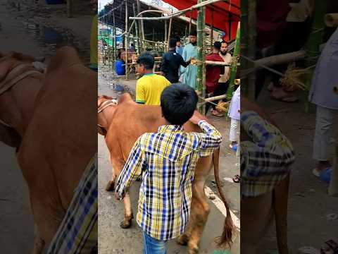 Qurbani Cow Eid-Ul-Adha 2025. #cow #qurbanvlogs #eiduladha #funnyvideo