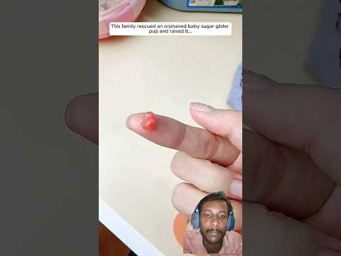 This family rescued an orphaned baby sugar glider pup and raised it #animals#wildliferescue #forest