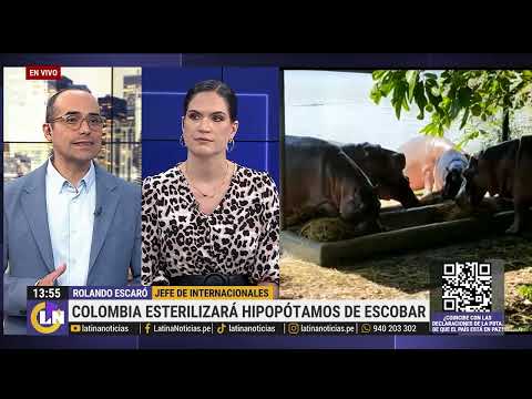 Colombia: Plantean esterilizar a hipopótamos de Pablo Escobar