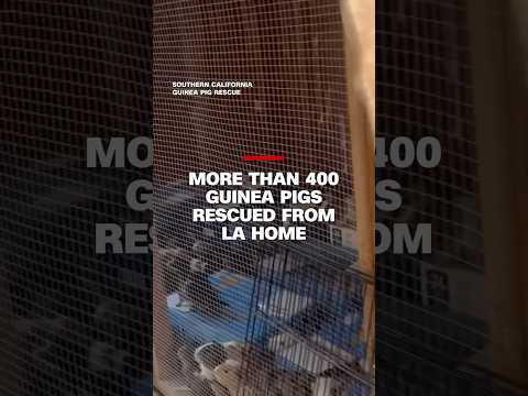 More than 400 guinea pigs rescued from Los Angeles home