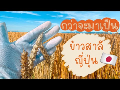 กว่าจะมาเป็นข้าวสาลีญี่ปุ่น|