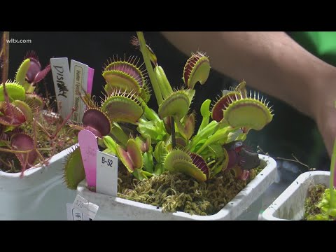 Big Plant Expo brings community together with rare plants and family fun