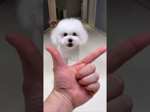 똑똑한 강아지 부르는방법#아라 #미소아라tt