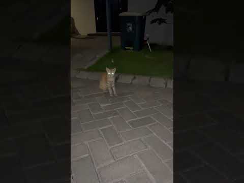 Kucing Puman Senang Kalau Jalan Jalan Nyalah Mata Di Malam Hari #cat #nizamkucinglucu #cute #貓咪日常