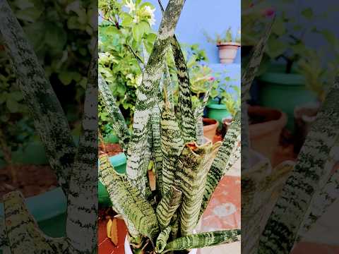 🍁Best Indoor Plant ☘️ #homegardening #homedecor #homegarden #snakeplant #plantlover #ytshorts #viral