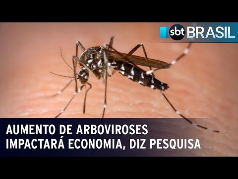 Aumento de casos de dengue, zika e chikungunya terá impacto no PIB | SBT Brasil (01/03/24)