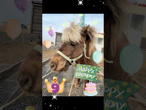 十兵衛、ハッピーバースデー🥳🥳🥳　#shorts