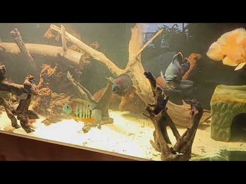 Predator Aquarium feeding time !! #oscarfish #mons 