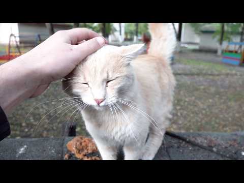 【Robin Seplut 官方】Orange cat is happy and shy cat just shy