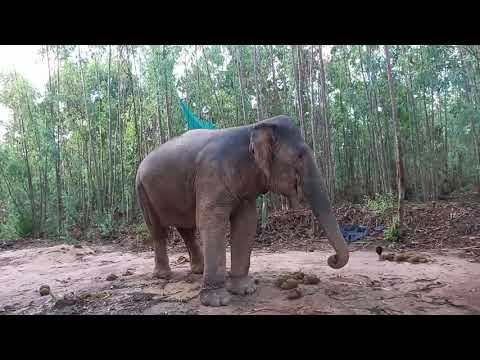 บรรยากาศยามเช้า-หลังฝนตก🐘🐘🐘🌧🌧 บรรยากาศยามเช้า-หลังฝนตก🐘🐘🐘🌧🌧