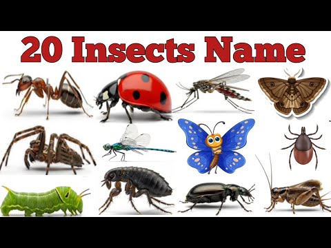 Insects Name in Hindi | कीड़े मकोड़ों के नाम | Insects Name with pictures | Insect names