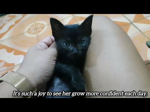 Kitten From Rescue to Comfort: Baby kitten Mochi’s New Life at Home