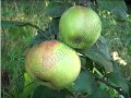 Яблоня: Садоводство яблоня.