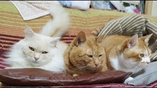動画サムネイル