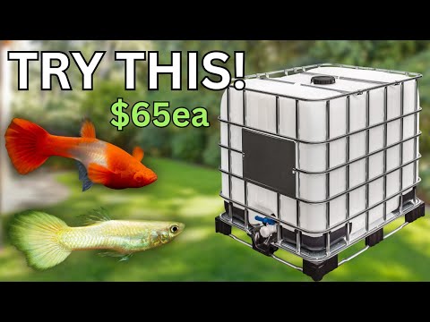 How to Set Up a Low-Cost Outdoor Fish Breeding Sta Bug Buffet & Green Cuisine Available Here - https_//purefin.shop/ 
BUY MY FISH ↠ https_//keepingfi