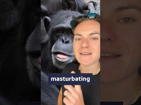 What can we learn from masturbating monkeys? #itvnews #news #science #monkeys