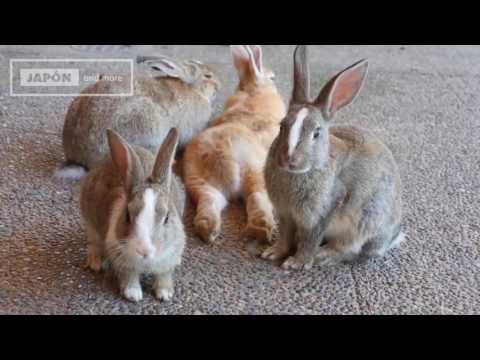 Vlog #1 Visitando la Isla de los conejos en Japón - Okunoshima Island