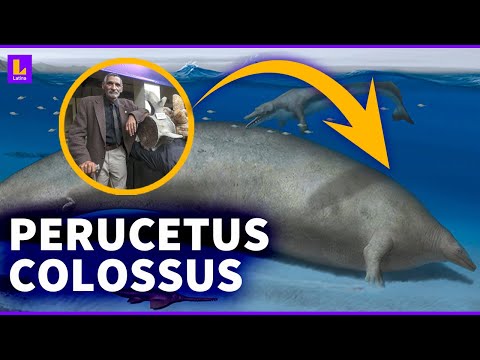 ‘Perucetus colossus’ en Perú: Así puedes ver al animal más pesado que haya habitado la Tierra