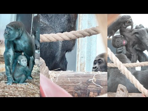 Tender Moments: Silverback Gorilla Lomako Connects with His Son for the First Time