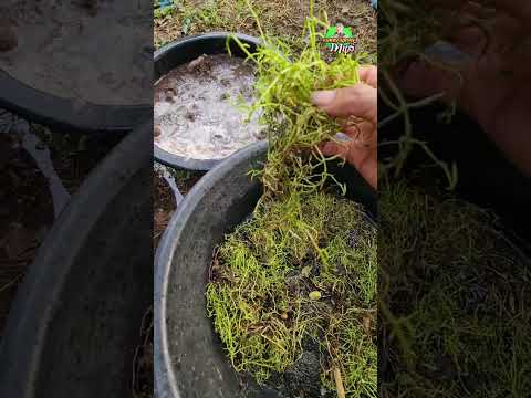 ปลูกผักขี้บ่อในกาละมังใช้พื้น