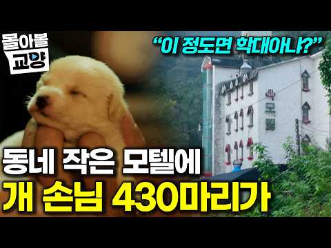 "웃을 상황이 아니다" 어쩔 수 없이 모여든 수 많은 개 손님들 앞에 머리가 복잡해진 설채현 수의사 #몰아볼교양