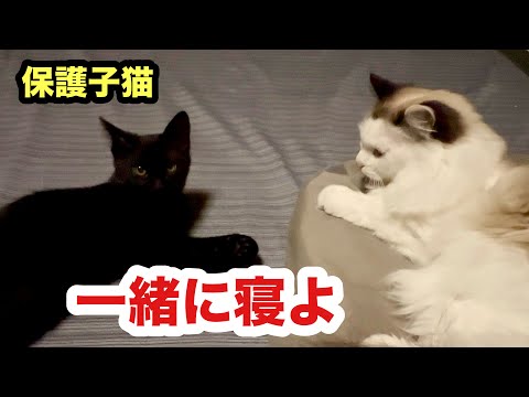 先住猫と一緒に寝たい保護子猫／いつの間にか我が家に溶け込んでた子猫