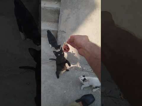 cat's Voices|cat's group|cat's food|cat's meowing|cat's sound's #shorts 😻 cat's active ♥️#viral