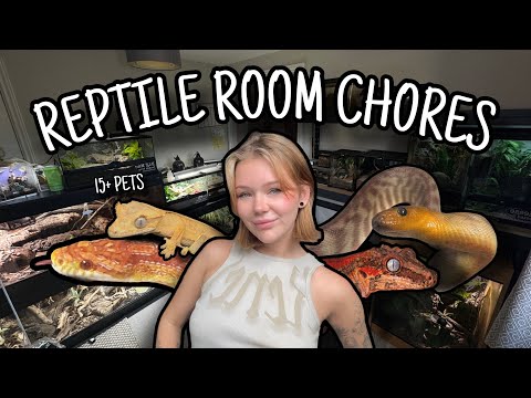 REPTILE ROOM Chores & Holiday Prep | Cleaning, Feeding & More!