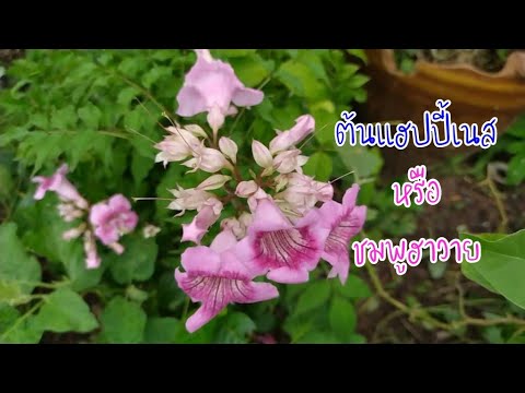 ต้นแฮปปี้เนส-หรือ-ชมพูฮาวาย ต้นแฮปปี้เนส-หรือ-ชมพูฮาวาย