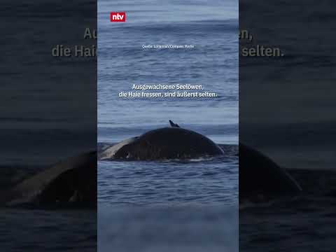Normalerweise fressen Haie Seelöwen, doch hier ist es andersherum ... #ntv #shorts #nature