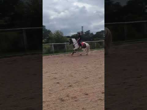 his little horse canter🥺🥺 #horses #horse #equestrian #equestrians #horseriding #pony #horsegirl