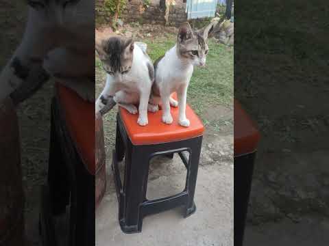 Twins fighting for seat| #cat #catlover #kitten #catvideos #catsoftiktok #catstagram #cutecat #kitty